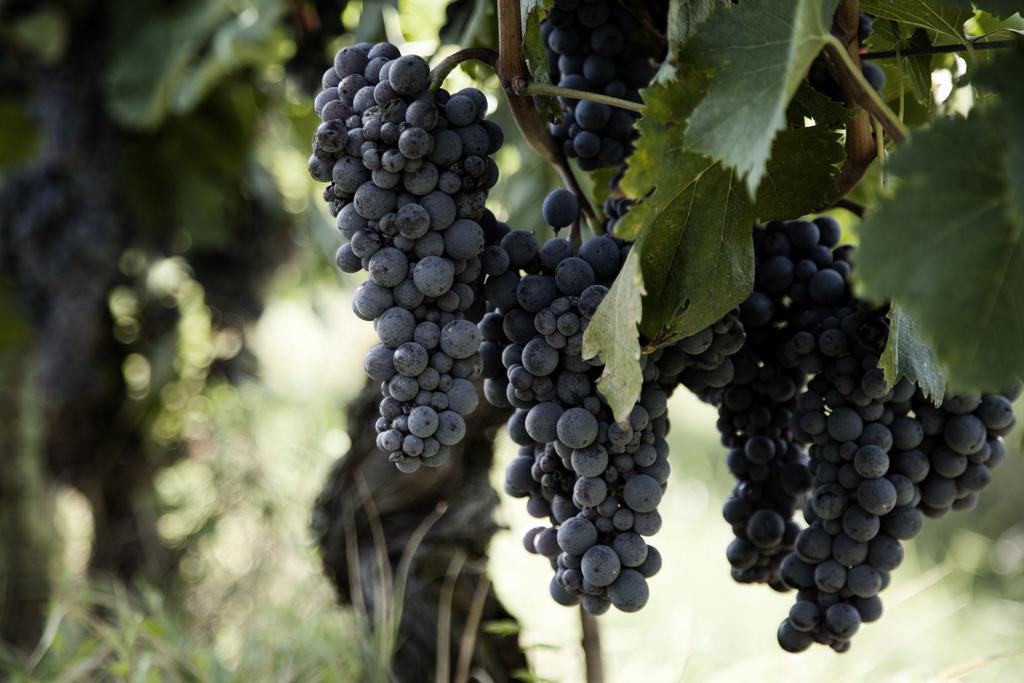 Tenuta Di Colle Alberti Agriturismo Villa Cerreto Guidi Eksteriør billede