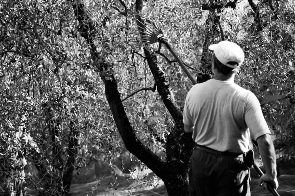 Tenuta Di Colle Alberti Agriturismo Villa Cerreto Guidi Eksteriør billede