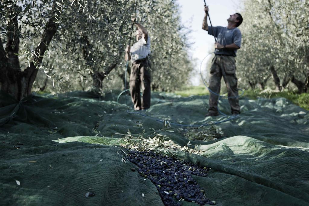 Tenuta Di Colle Alberti Agriturismo Villa Cerreto Guidi Eksteriør billede