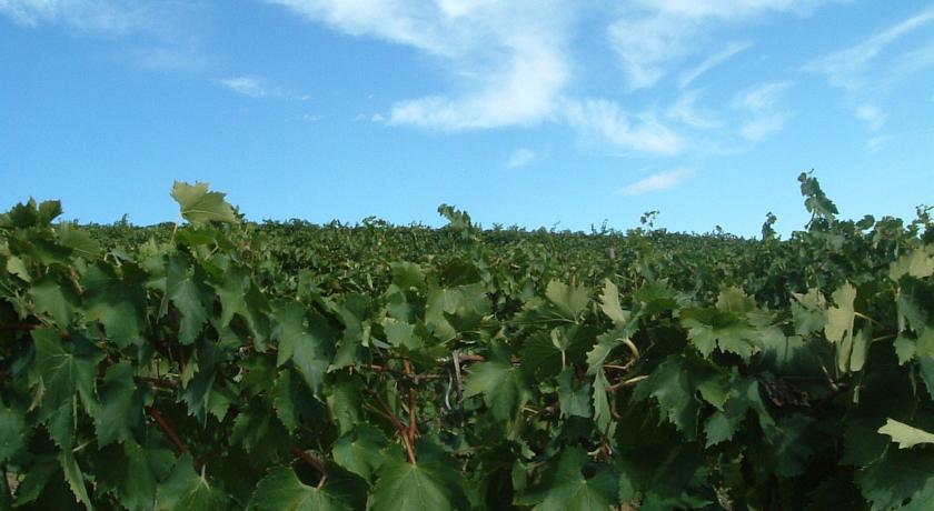 Tenuta Di Colle Alberti Agriturismo Villa Cerreto Guidi Eksteriør billede